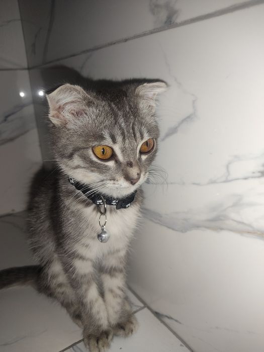 Scottish Fold Shotland bukquloq