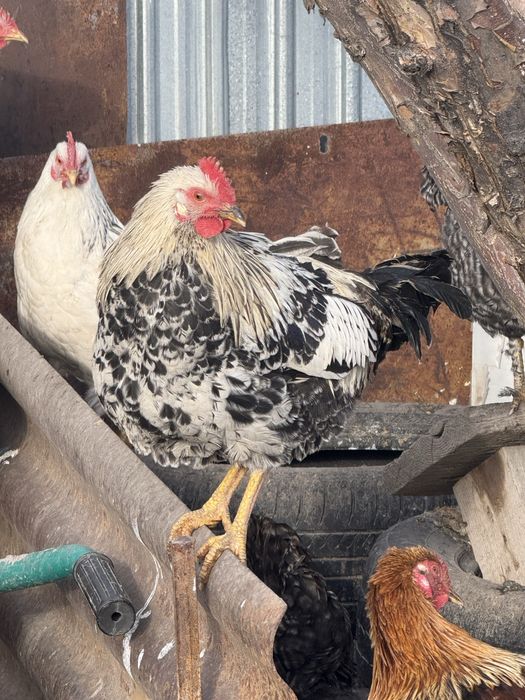 Продам петухов …