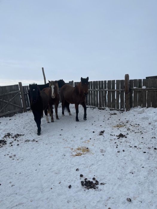 Жылқы бие сатылады Буаз Майда туады