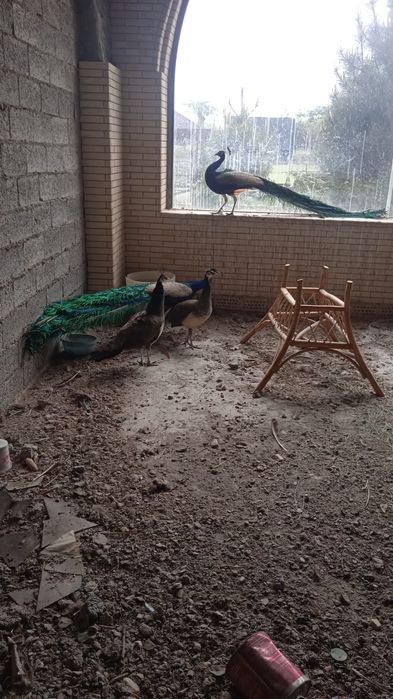 Товус павлины сотилади