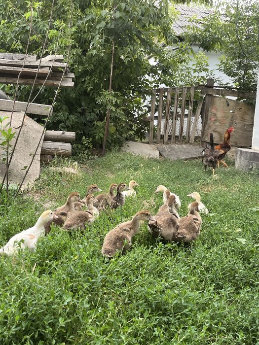 Продам индоутяты