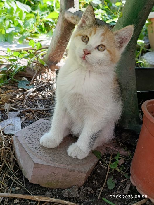 Котята ищут своих людей