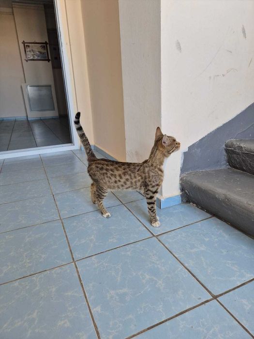 Отдам котенка в хорошие руки