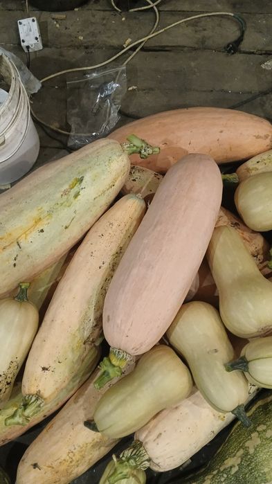 Продам тыкву по 450