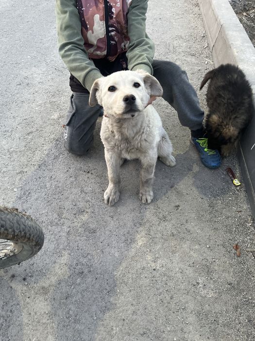 Щенок лабрадор 3 месяца