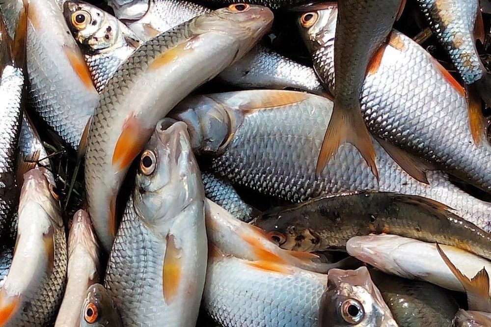 Чебак Живец 100 тг Круглосуточно