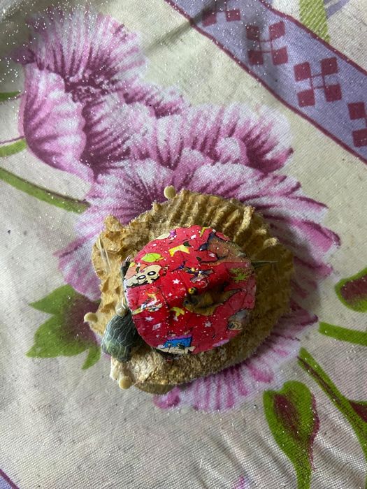 Продается красивые черепахи