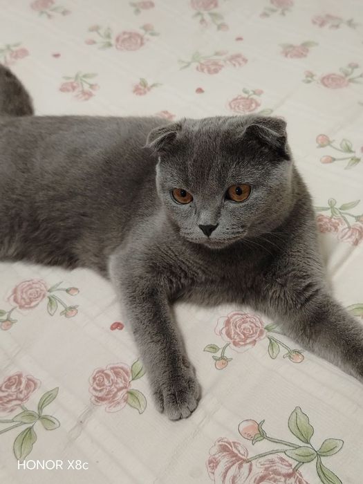 Кошка британская вислоухая