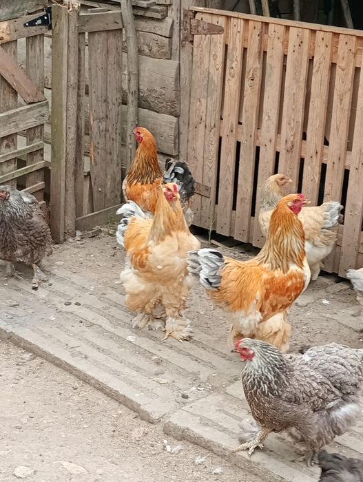 Cocoș brahma  de vânzare .