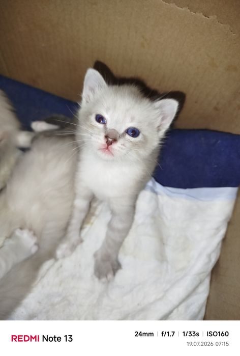Котёнка Отдам даром