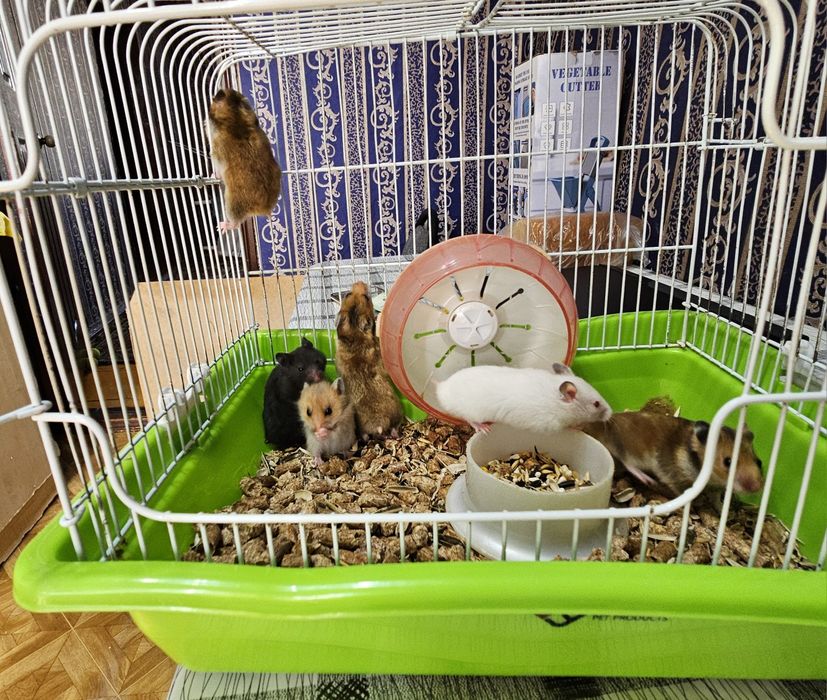 Продам сирийских хомяков!