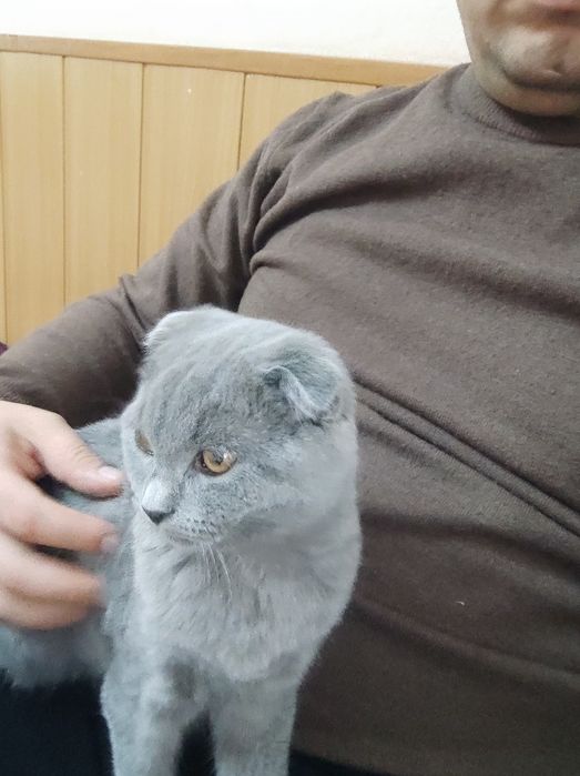 Продам котёнка вислоухий скотиш