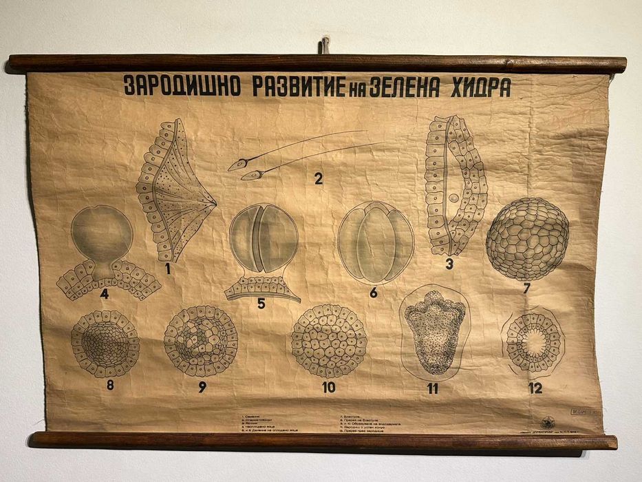 Соц Учебни Плакати Постери Ботаника