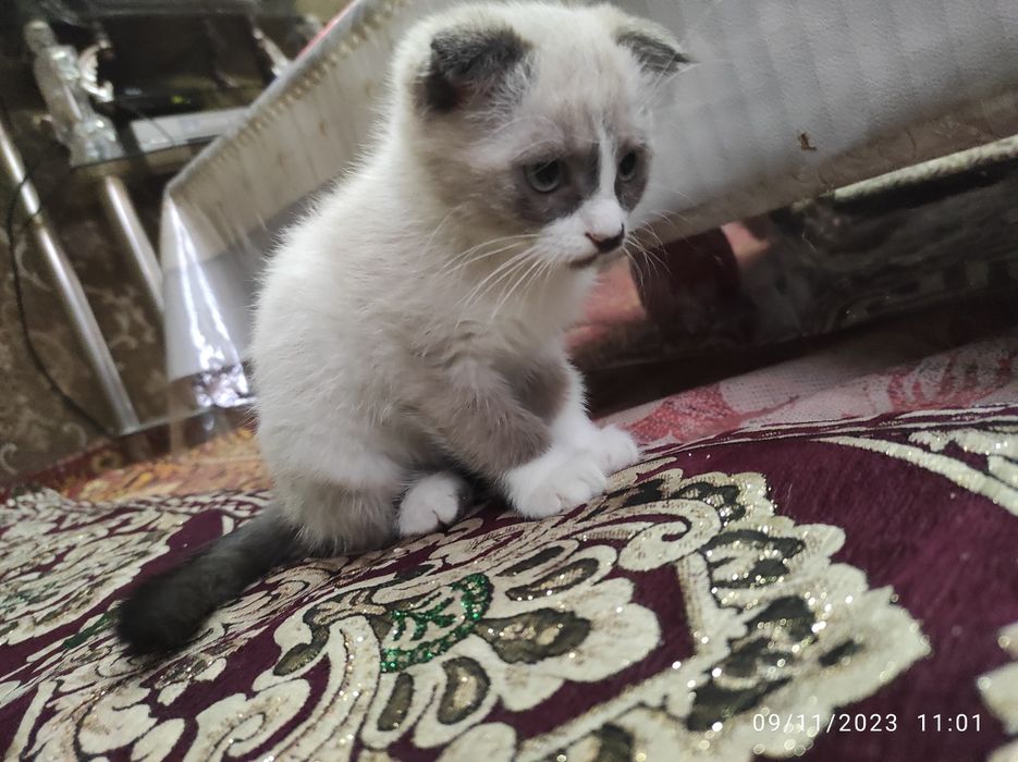 Mushik paropali  chiroyli parõdali