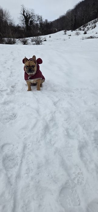 Femela Buldog Francez 6 luni