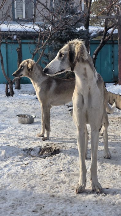 Тазы сатылады/продам тазы