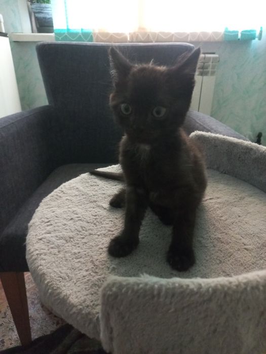 Котенок мальчик в хорошие руки