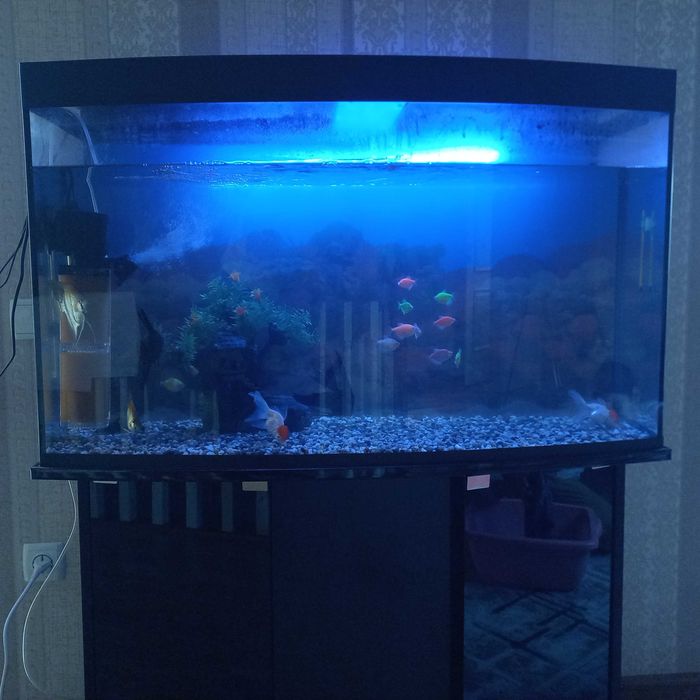 Akvarium  ichida 16 ta turli baliq va 2 xil kuchli filterlari bilan