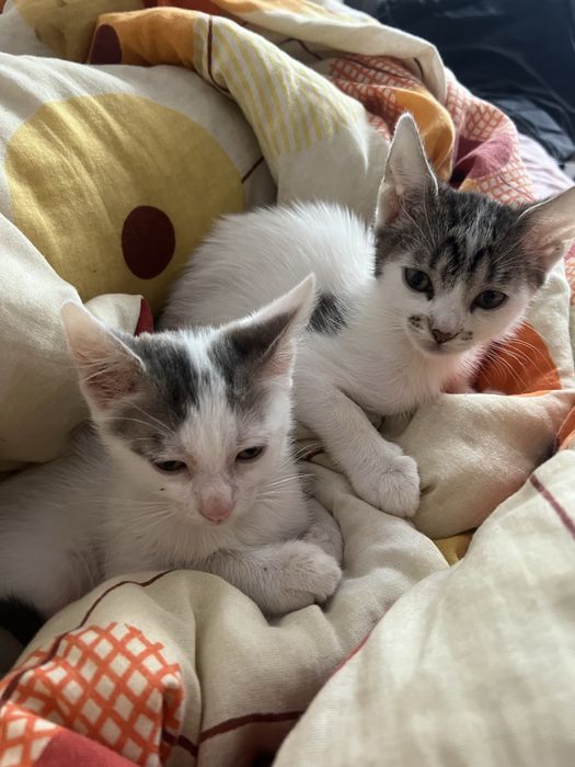 Pui de pisica de dat in adoptie