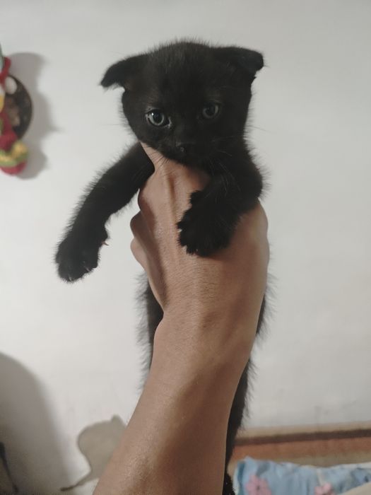 Отдам котят в добрые руки!