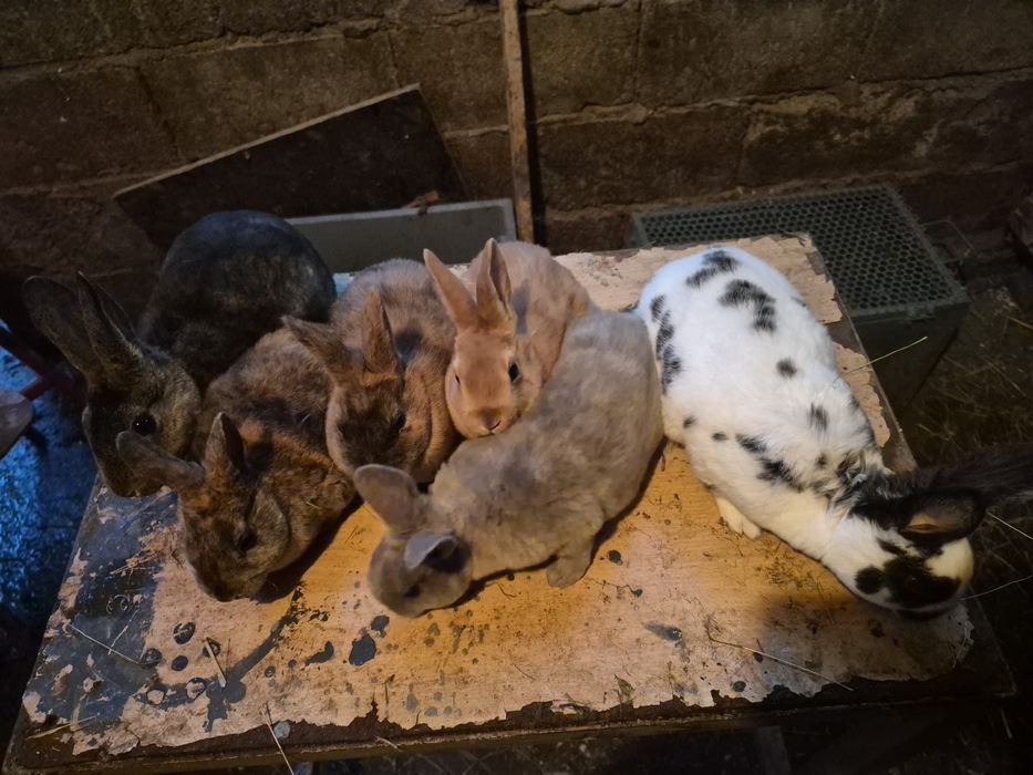 Vand iepuri rex  mascluli si femele