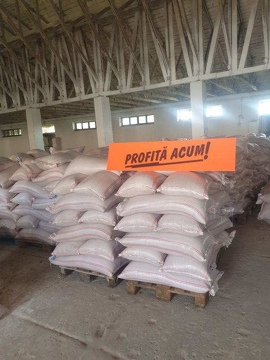 Samanta grau orz triticale