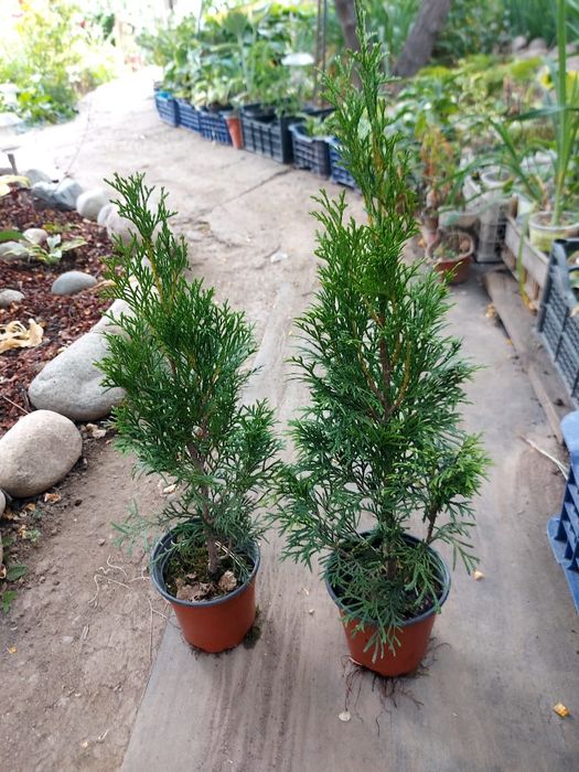 Гейхеры, Хосты, Самшит, Барбарис, Туи и др.