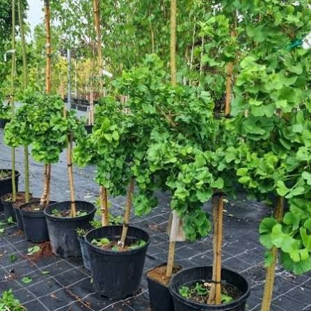 Ginko Biloba Mariken