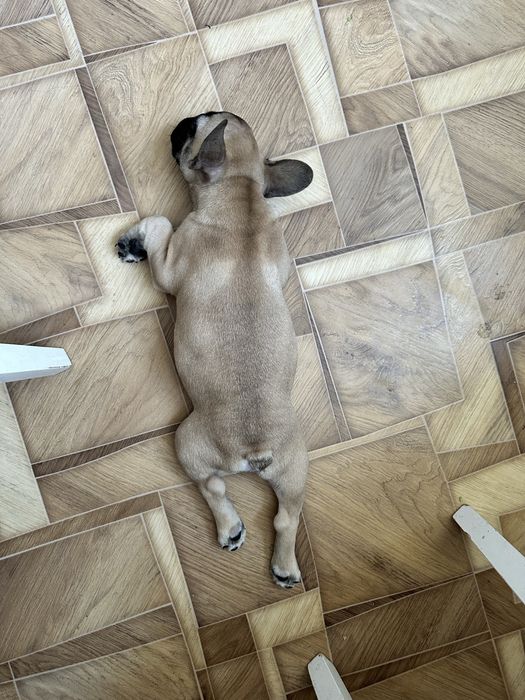 Французский бульдог