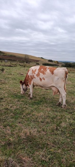 Vand vaca cu lapte sau / abator