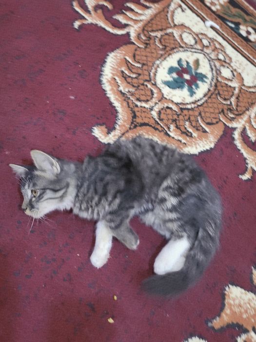 Zotli Uy mushugi. Aqlli