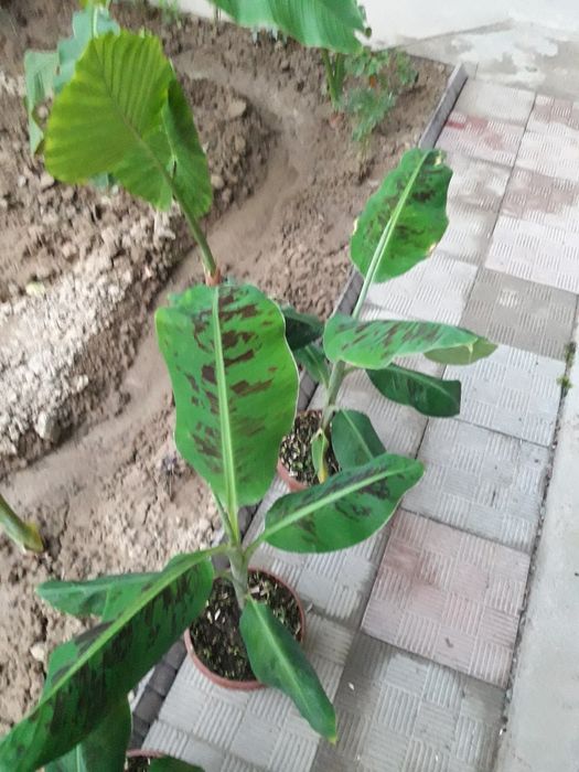 Банан кучатлари карлик сорт кавендиш