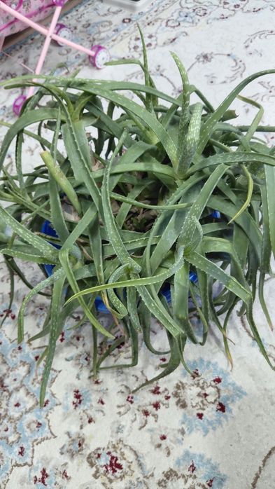 Большой куст Алоэ. Старый