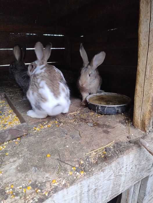 Vând iepuri de casa