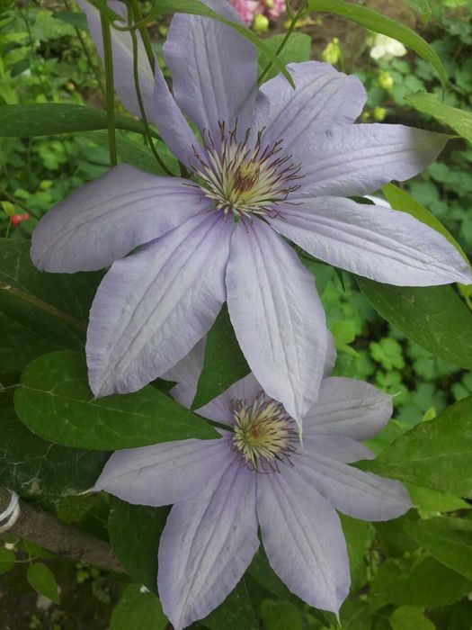 Клематисы разных сортов и спирея, климатис, Klematis