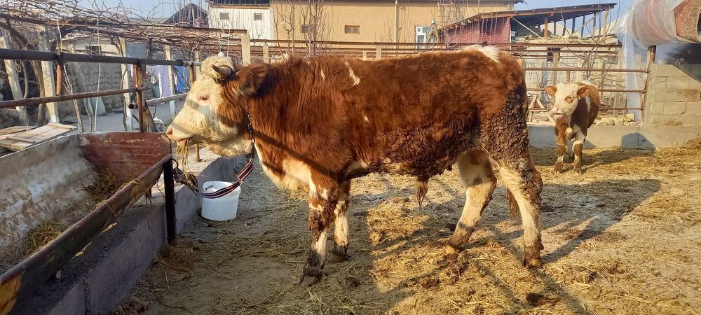 Simmental buqa sotiladi