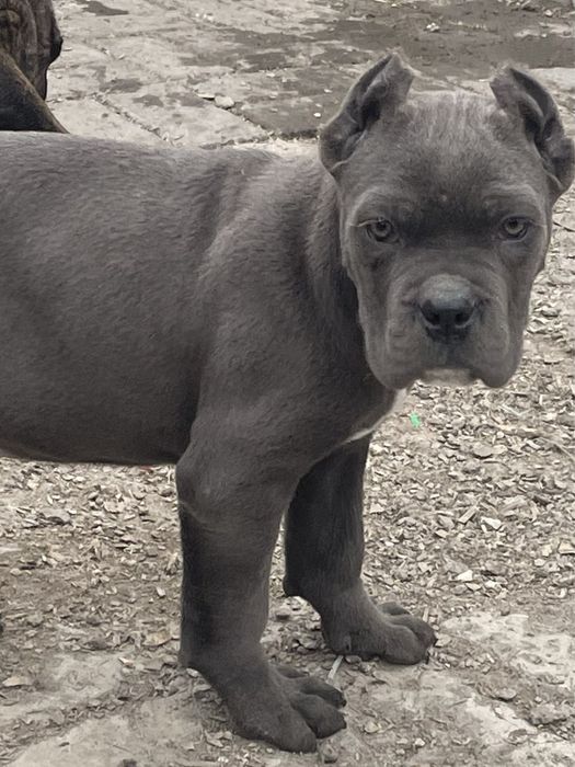 Щенки кане корсо