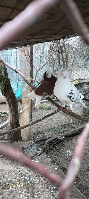 Rațe Smarald , Porumbeii Capucini și Rațe Olandezei