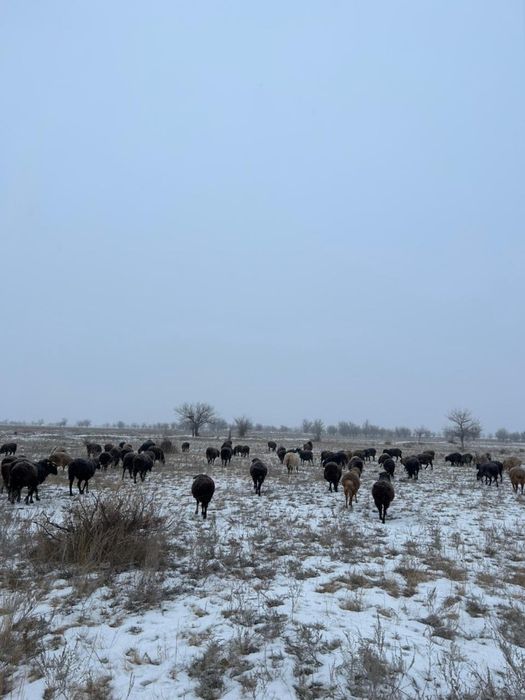 Қой сатылады, сойып береміз