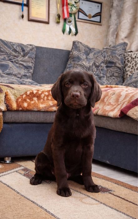 Щенок лабрадора ретривера