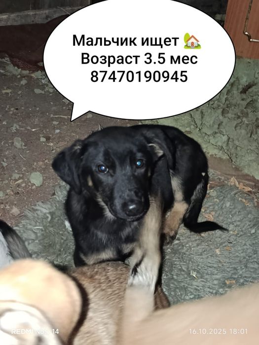 Срочно малышам нужен дом.