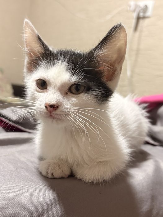 Котенок маленький пятнистый