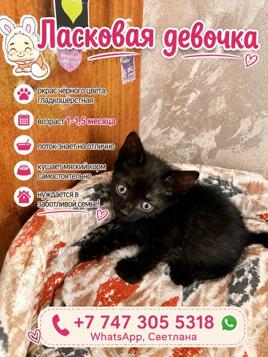 Отдам бесплатно котят