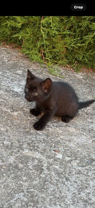Donez pisic negru ..6 saptamani