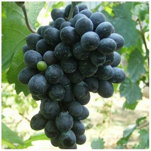 Vita de vie nobila altoita Neagra de masa  (12 soiuri)