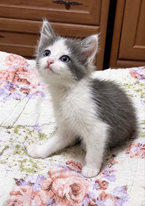 Котята 2,5 месяца мальчики и девочки