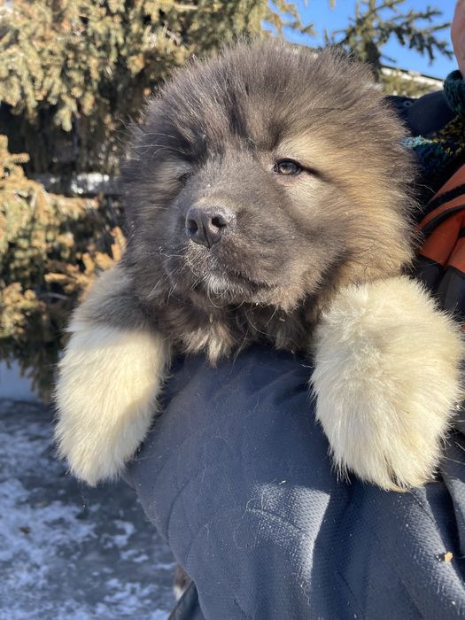 Щенки кавказской овчарки