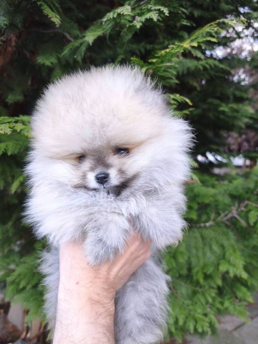 Померан мъжки и женски