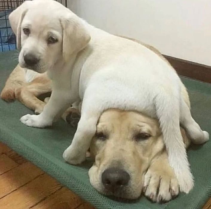 Щенки Лабрадорааа