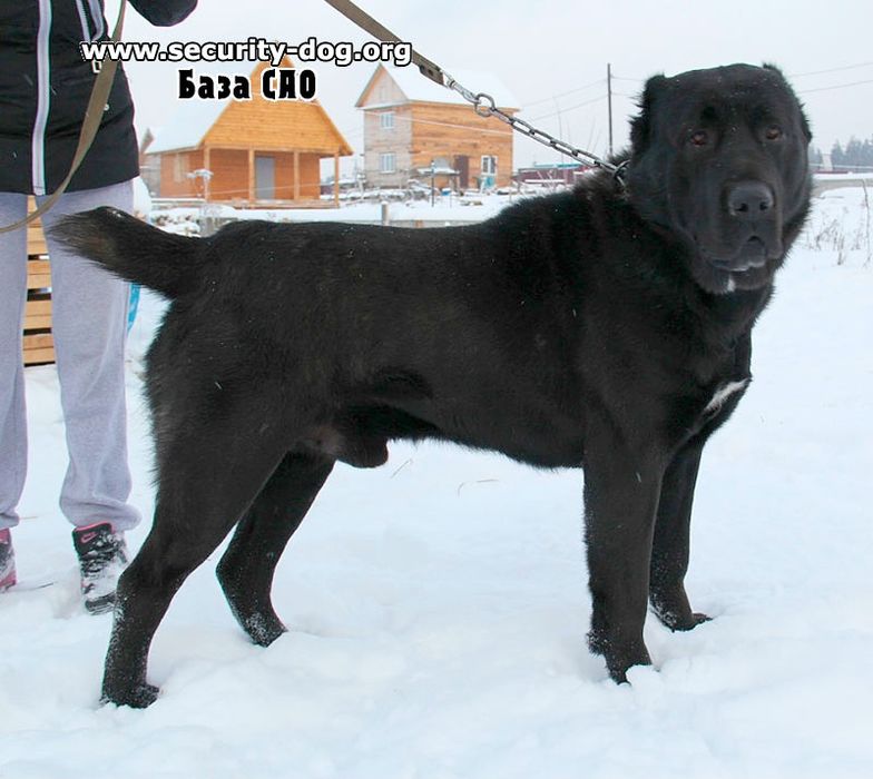 Собака алабай злой